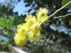 Acacia podalyriifolia
