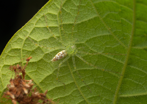 Architis spinipes