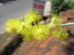 Acacia podalyriifolia
