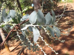Acacia podalyriifolia