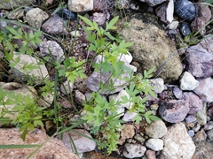 Coreocarpus sonoranus