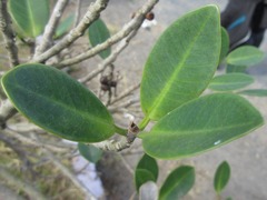 Magnoliopsida