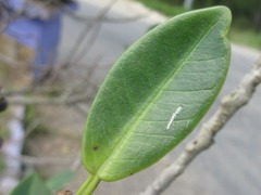Magnoliopsida