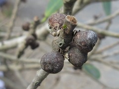 Magnoliopsida