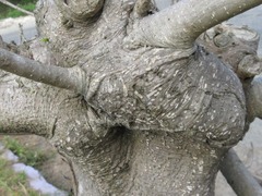 Magnoliopsida