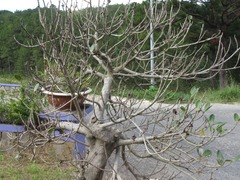 Magnoliopsida