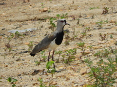Vanellus chilensis