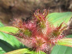 Melastoma saigonense