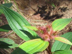 Melastoma saigonense
