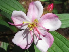 Melastoma saigonense