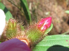 Melastoma saigonense