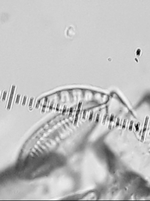 Grunowia