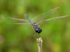 Tramea binotata
