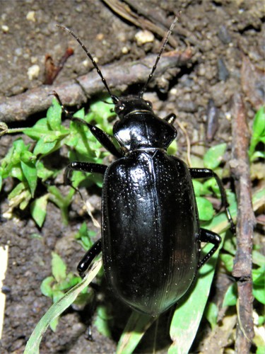 Wrinkle-winged Calosoma photo 3