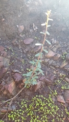 Ceanothus megacarpus