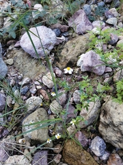 Coreocarpus sonoranus