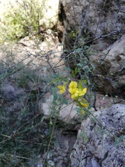 Diphysa occidentalis