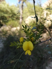 Diphysa occidentalis
