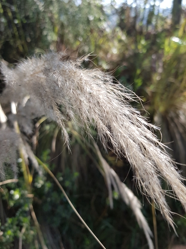 Image of Jarava ichu by (c) Martín Sánchez Vilchis, some rights reserved (CC BY-SA)
