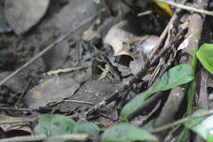 Posttaygetis penelea