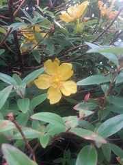 Hypericum henryi