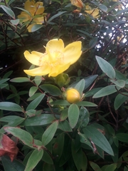 Hypericum henryi