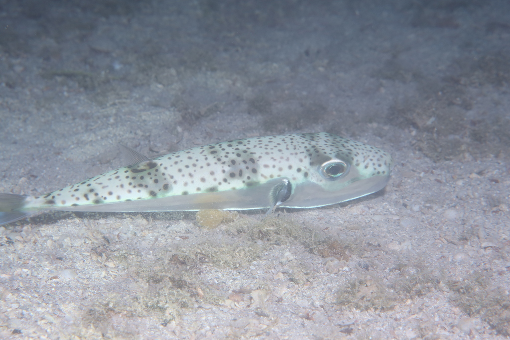 Silver-cheeked toadfish drifting above sand, pale silver sides marked with dark spots