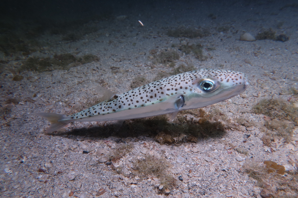 Spotted silver-cheeked toadfish hovering over a sandy seabed at night