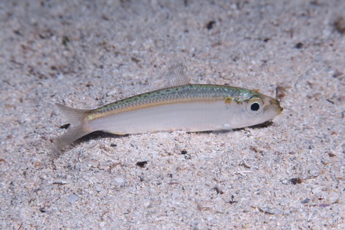 Spotback herring (Herklotsichthys punctatus) — Clupeidae — 4