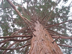 Sequoioideae