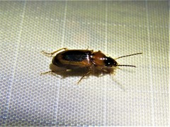 Stenolophus dissimilis