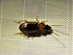 Stenolophus dissimilis