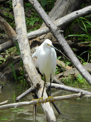 Egretta thula