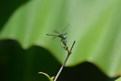 Micrathyria atra