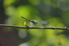 Micrathyria atra