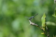 Micrathyria atra