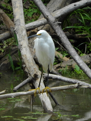Egretta thula