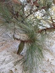 Pinus montezumae