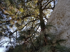 Pinus montezumae