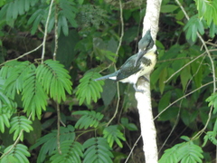 Chloroceryle amazona