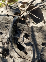 Sceloporus aeneus
