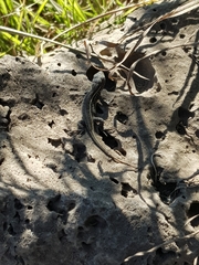 Sceloporus aeneus