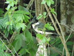 Chloroceryle amazona