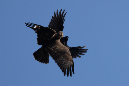 Corneja negra (Corvus corone)