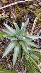 Celmisia semicordata