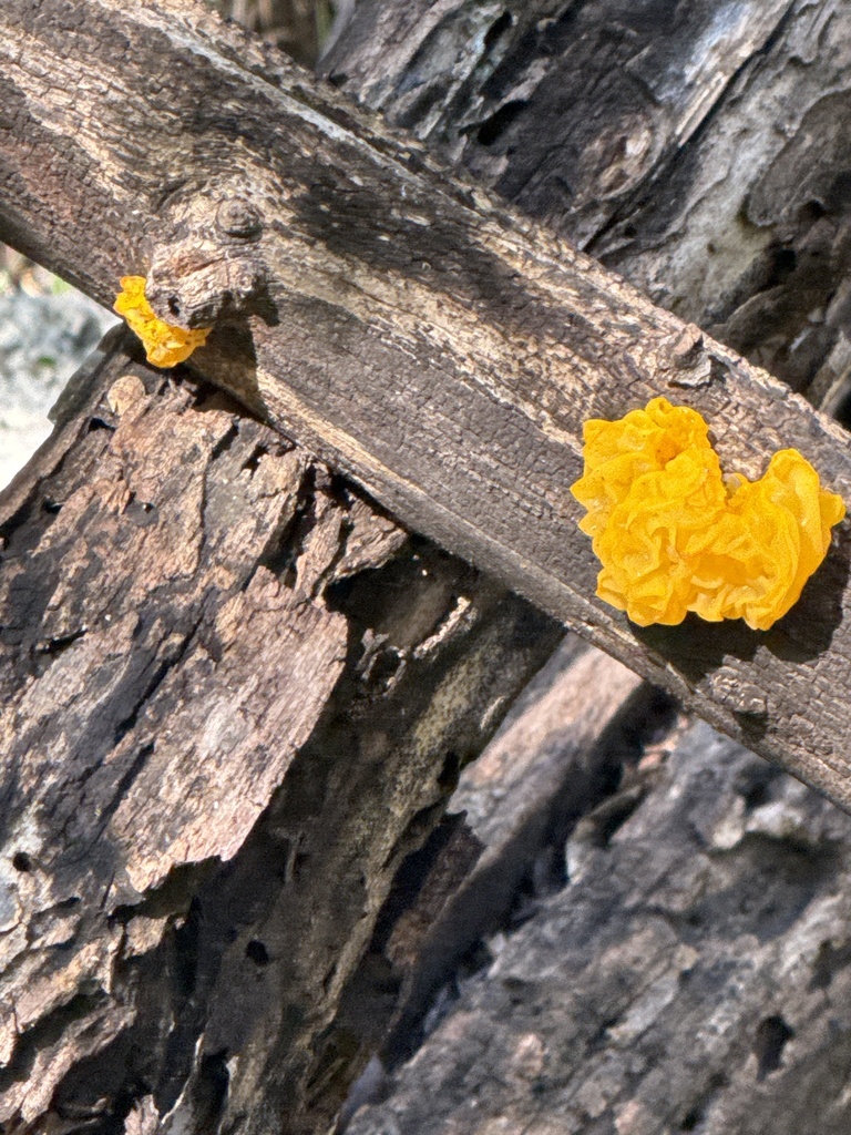 witch's butter in October 2025 by pinonbistro. On dead netleaf ...