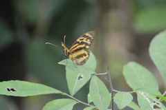 Tithorea harmonia