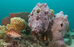 Hypoplectrodes maccullochi