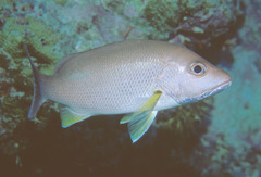 Lutjanus russellii