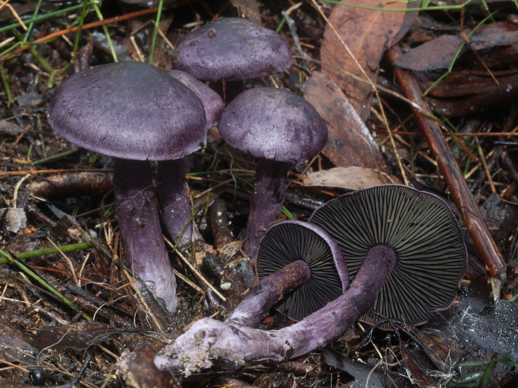 Cortinarius austroviolaceus